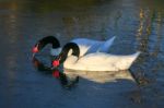 Black_necked Swans (cygnus Melancoryphus) Stock Photo