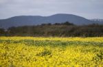 Rapaseed (brassica Napus) Flower Stock Photo