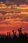 Giraffe Silhouette - African Wildlife - Life In Color Stock Photo