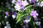 Closeup Of Brunfelsia Uniflora Flower Stock Photo