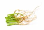 Green Coriander Root Put On A White Background Stock Photo