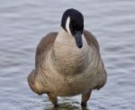 Beautiful Isolated Picture With A Powerful Canada Goose In The Lake Stock Photo