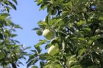 Green Apples Stock Photo