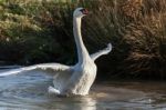 Mute Swan (cygnus Olor) Stock Photo