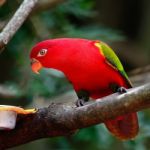 Lorikeet Stock Photo