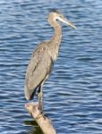 Picture With A Great Blue Heron Cleaning Feathers Stock Photo