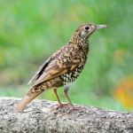 White Thrush Stock Photo