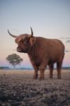 Highland Cow On The Farm Stock Photo