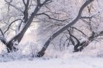 Sunny Snowy Day Stock Photo