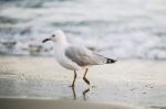 Seagull On The Beach Stock Photo