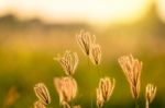 Vintage Photo Of Close Up Soft Focus A Little Wild Flowers  Stock Photo