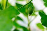 After Flowering Is Developing A Small Stock Photo