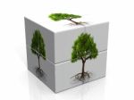 Box And Trees Stock Photo