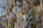 Common Redpoll (carduelis Flammea) Feeding On Plant Seeds Stock Photo