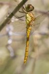 Red-veined Darter (sympetrum Fonscolombii) Stock Photo