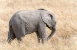 African Elephant In Serengeti National Park Stock Photo