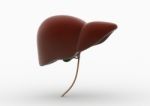 Human Liver Stock Photo