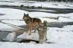 Alpha Male & Female Wolves Stock Photo