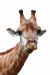 Giraffe Head Shot Isolated Background Stock Photo