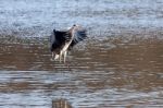 Grey Heron Coming In To Land Stock Photo