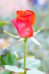 Red Rose Close Up Stock Photo