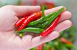 Woman Hand Holding Fresh Chili Peppers Stock Photo