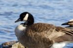 Beautiful Canada Goose Stock Photo