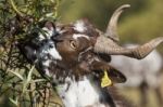 Head Of Brown Goat Stock Photo