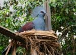 Fuengirola, Andalucia/spain - July 4 : Southern Crowned Pigeon ( Stock Photo