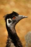 Ostrich Stock Photo