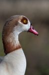 Close Up Of Egyptian Goose (alopochen Aegyptiacus) Stock Photo