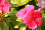 Beautiful Impatiens Flowers In Summer Stock Photo