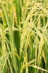 Ripe Rice Close Up Stock Photo