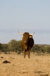 Brown Cow Stock Photo