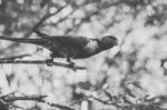 Rainbow Lorikeet Stock Photo