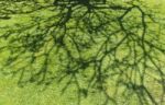 Tree Shadow On Green Grass Stock Photo