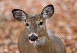 Beautiful Background With A Cute Wild Deer With A Tongue In Forest Stock Photo