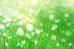 Abstract Beautiful Fresh Grass Stock Photo