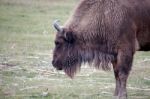 European Bison (bison Bonasus) Stock Photo