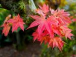 Japanese Maple (acer Palmatum) In Autumn Colours Stock Photo