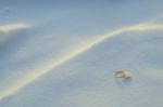 Wedding Rings In The Snow Stock Photo