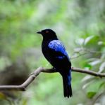 Asian Fairy Bluebird Stock Photo