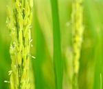 Rice Farm Stock Photo