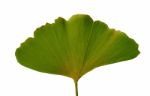 Leaf Ginkgo Biloba Stock Photo