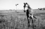 Horse In The Paddock Stock Photo