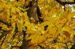 Autumnal Colours  Of A Maple Tree In East Grinstead Stock Photo