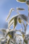 Iced Bamboo Leaves Stock Photo