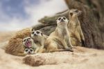 Group Of Meerkat Stock Photo