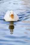 White Duck Swimming On A Pool Stock Photo