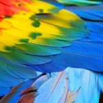 Scarlet Macaw Feathers Stock Photo